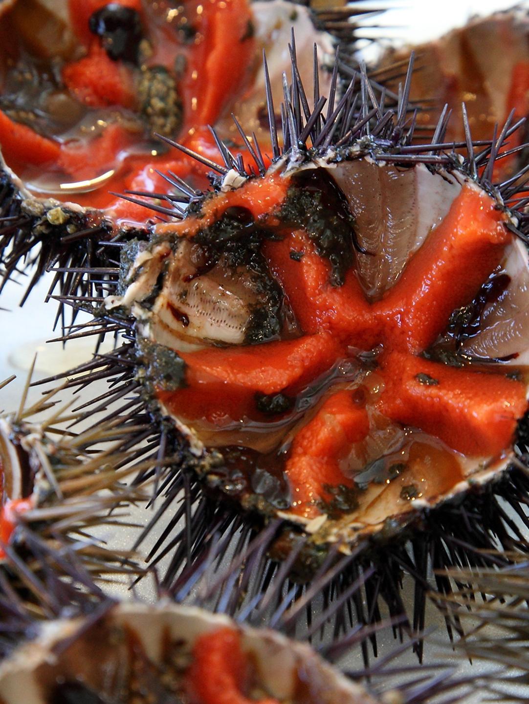 Un’app per monitorare la pesca dei ricci di mare 