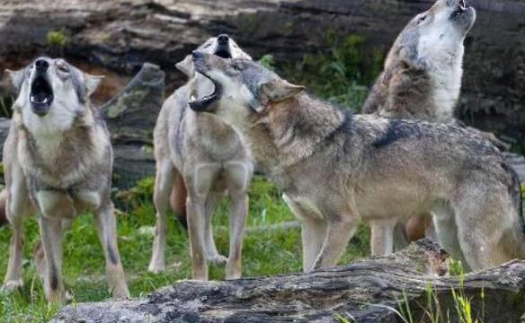 Il lupo è ritornato a vivere in pianura nel Ferrarese. E sarà un alleato per contenere le nutrie 