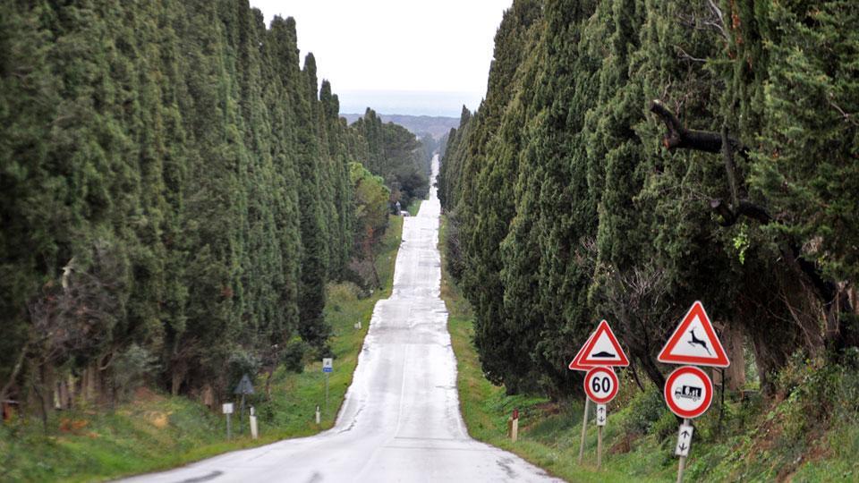 Viale dei cipressi: «Serve uno sponsor per finanziarne la manutenzione»
