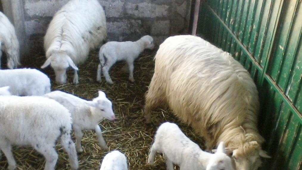 «L’elisir di lunga vita? È nella carne d’agnello»