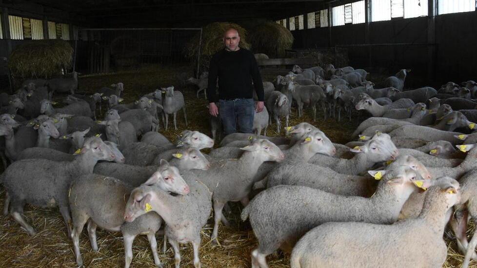 Sfratto a 9 adulti, 3 bambini e 300 pecore: il dramma di una famiglia a Principina