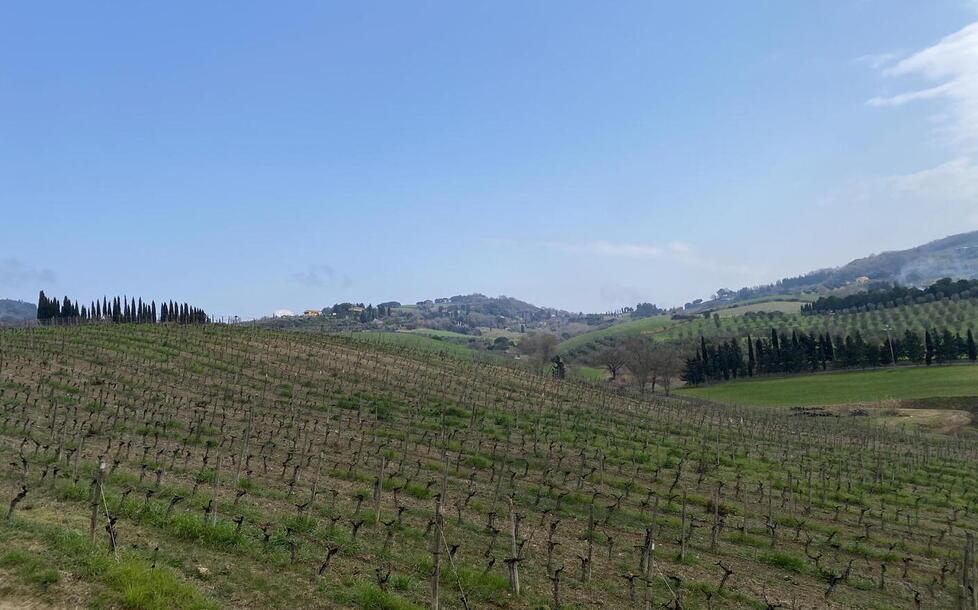 Il vino che nasce sulle colline dove visse il Principe Guerriero 