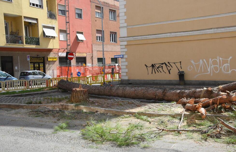 I pini tagliati ieri mattina in via Bonghi (Foto AgenziaBF)