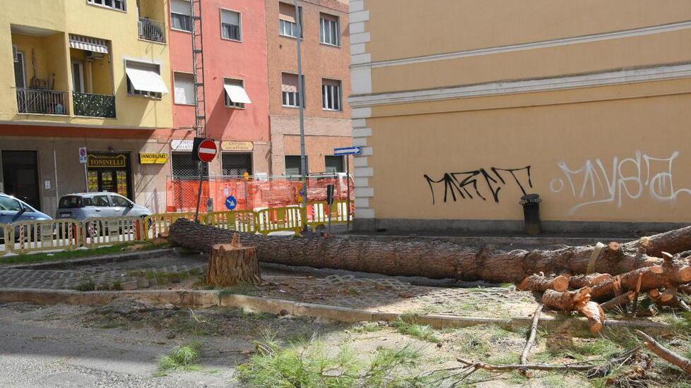 I pini tagliati ieri mattina in via Bonghi (Foto AgenziaBF)