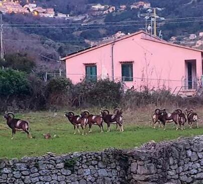 Cinghiali nei giardini e mufloni sulle auto. «I bimbi non possono giocare nelle strade» 