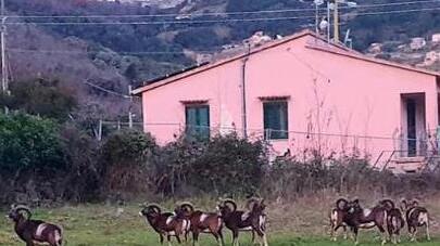 Cinghiali nei giardini e mufloni sulle auto. «I bimbi non possono giocare nelle strade»
