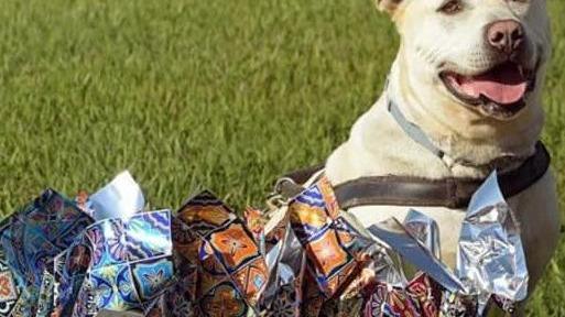 Le uova di cioccolato pasquali che aiutano gli ospiti dei canili