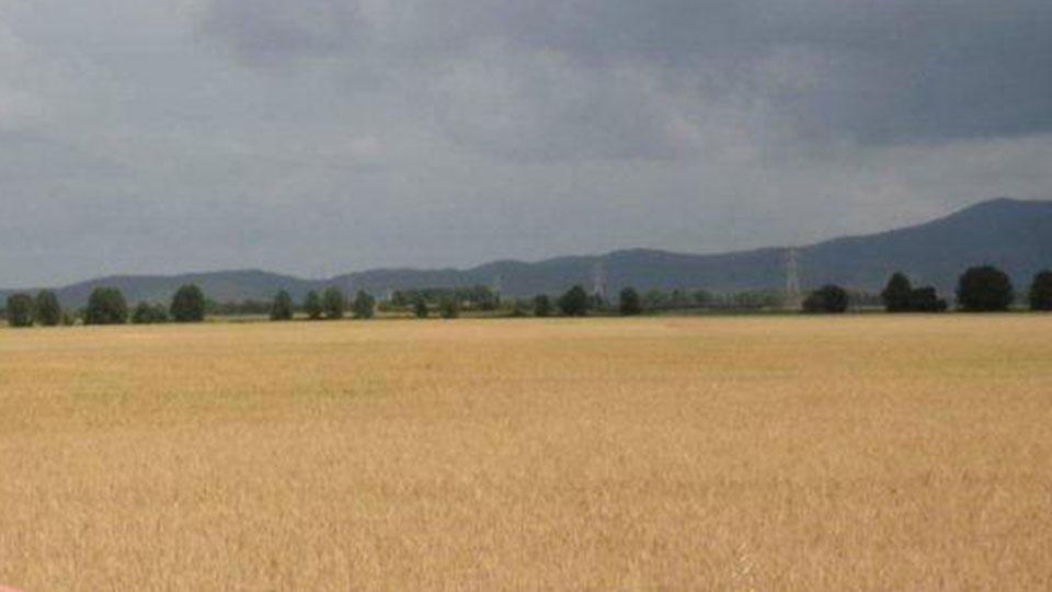 Produrre cereali non conviene più, in Maremma colture dimezzate