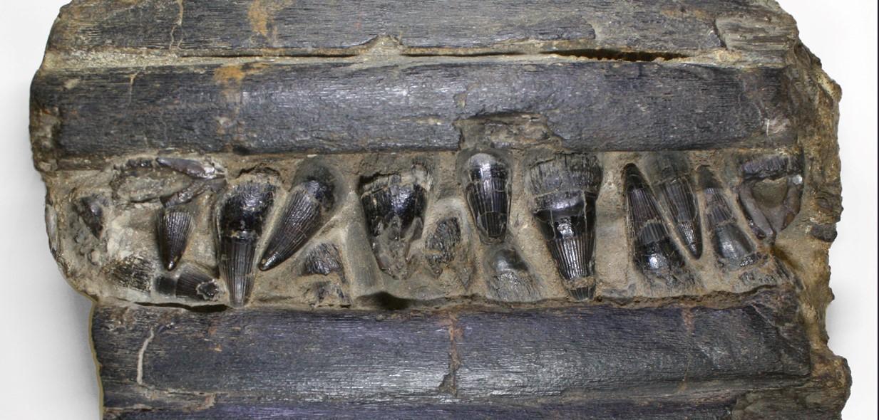 Dinosauri in appennino modenese: ecco la dentatura degli ittiosauri modenesi 