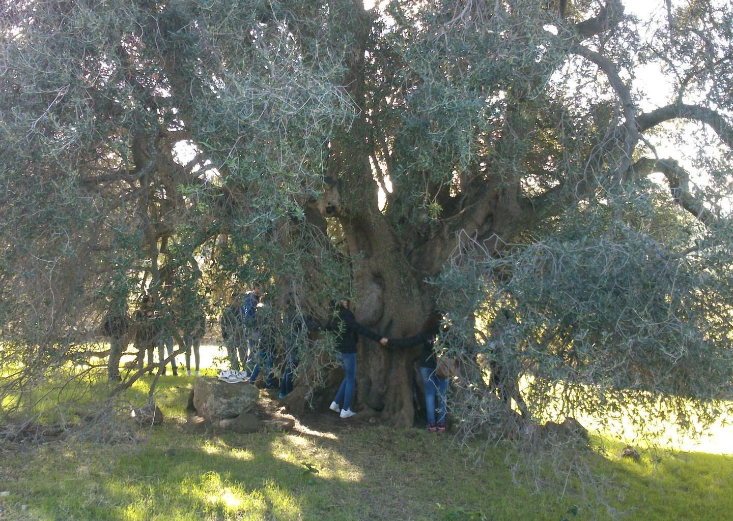 Oleifici in crisi dopo il grande incendio 
