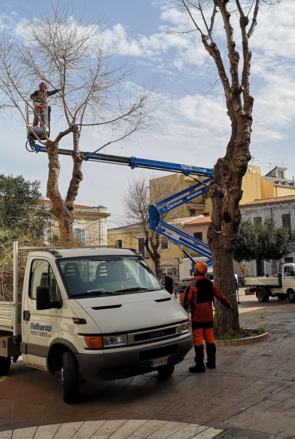 Abbattuto l’olmo malato in piazza Garibaldi