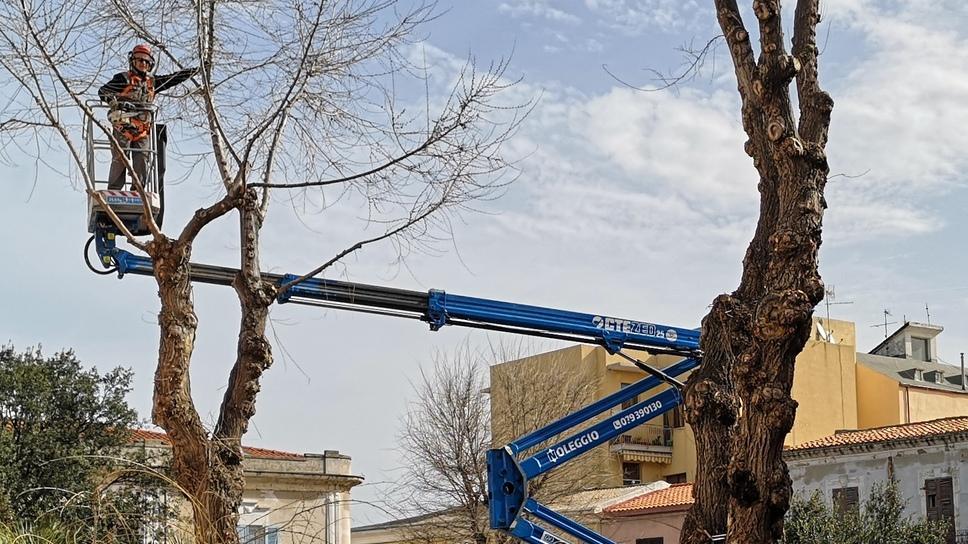 Abbattuto l’olmo malato in piazza Garibaldi