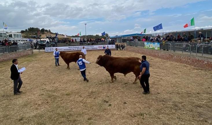 Fiera zootecnica a Ozieri, le regole per autonegozi e ambulanti