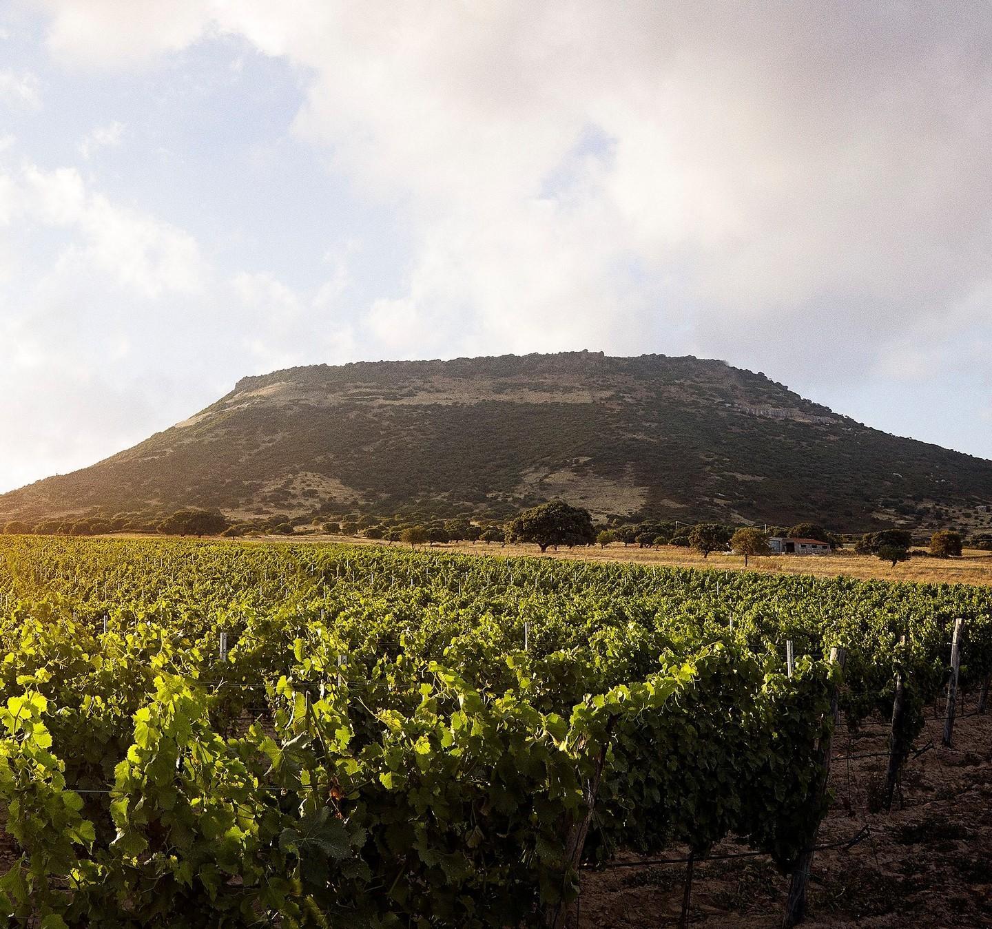 Vigneti Cru a Bonnanaro Ledda punta sull’unicità 