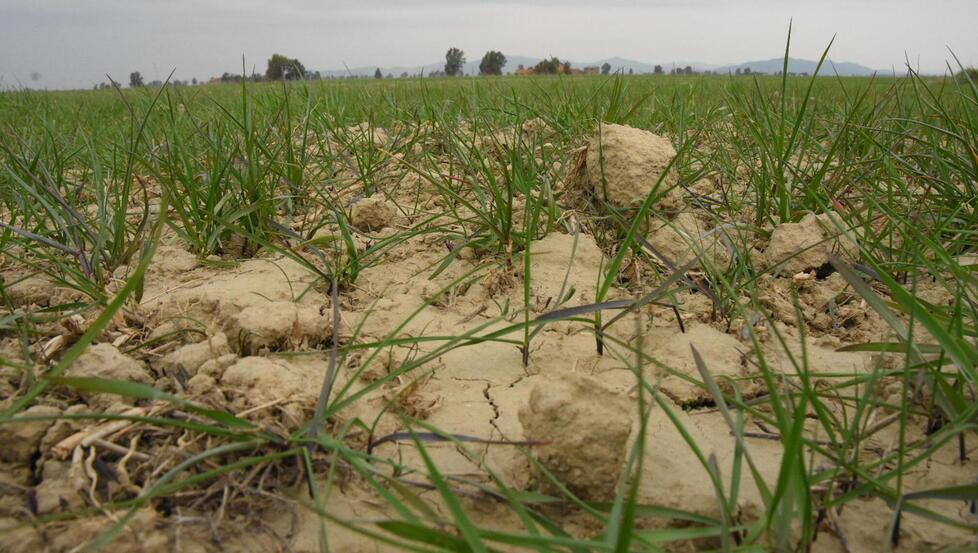 È allarme siccità per il raccolto del grano:  «Produzione dimezzata se non pioverà» 