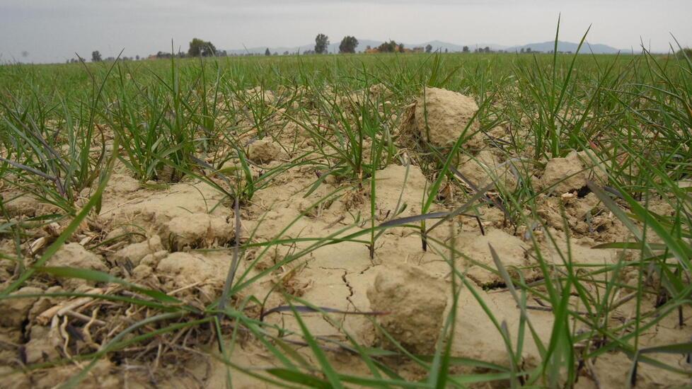 È allarme siccità per il raccolto del grano: «Produzione dimezzata se non pioverà»