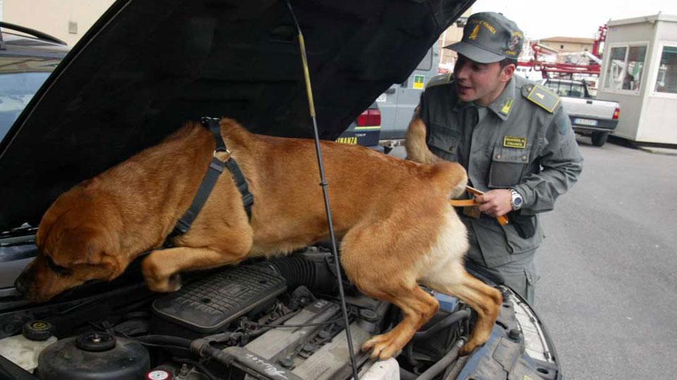 Un cane antidroga durante la perquisizione su un’auto (foto d’archivio)