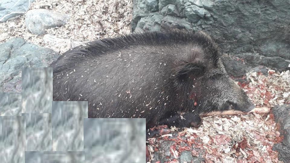 Nella fotografia grande il cinghiale sbranato trovato sulla spiaggia di Calamoresca