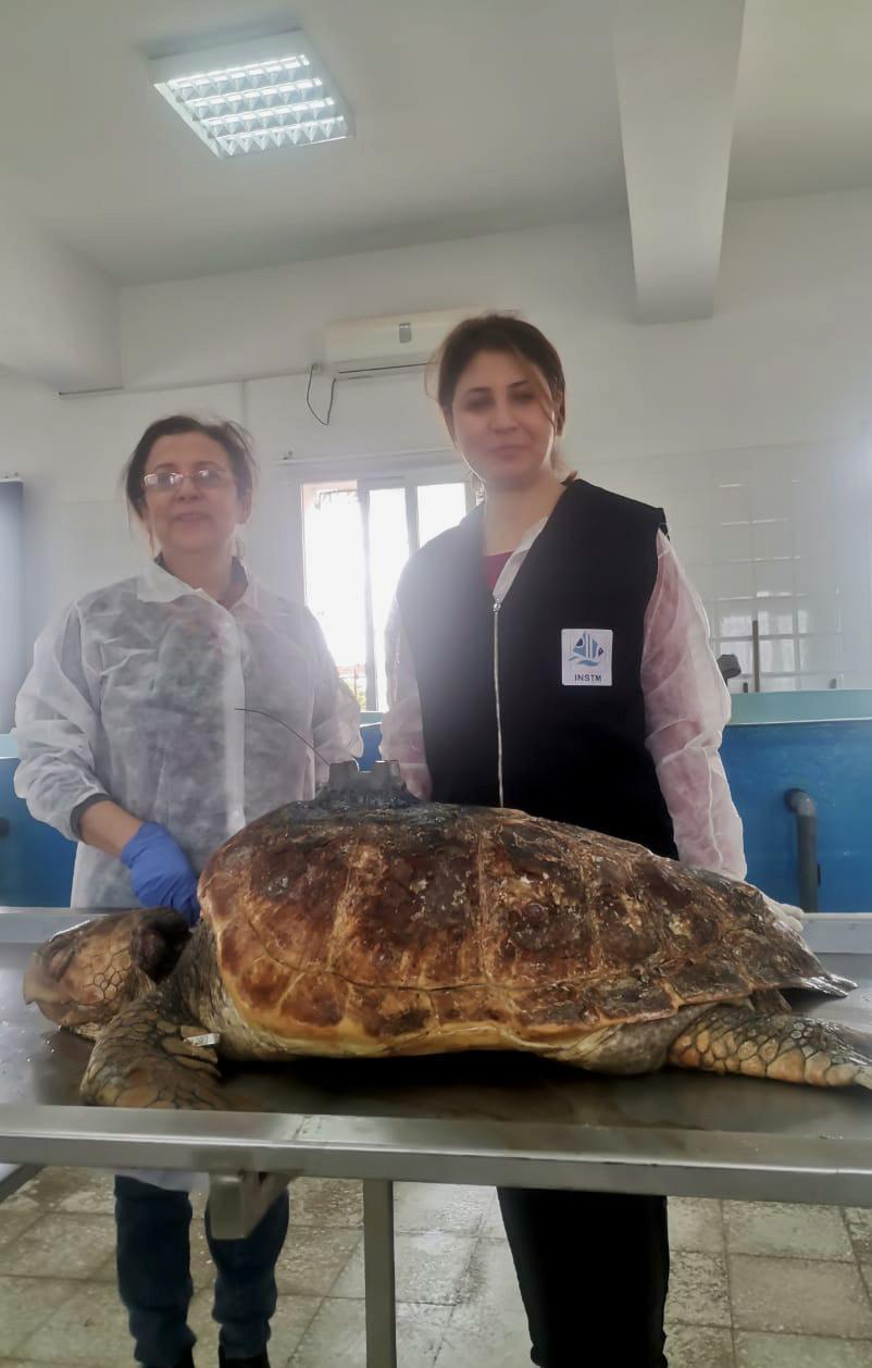 Morta in Tunisia la tartaruga Azzurra curata nel Sinis