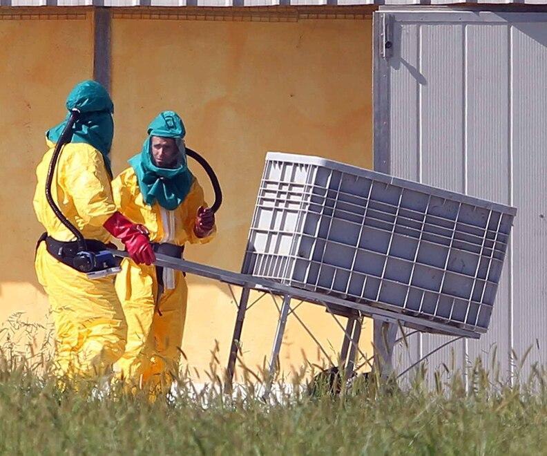 Codigoro, il focolaio di aviaria costa carissimo all’Asl. Oltre mezzo milione per abbattere i tacchini 