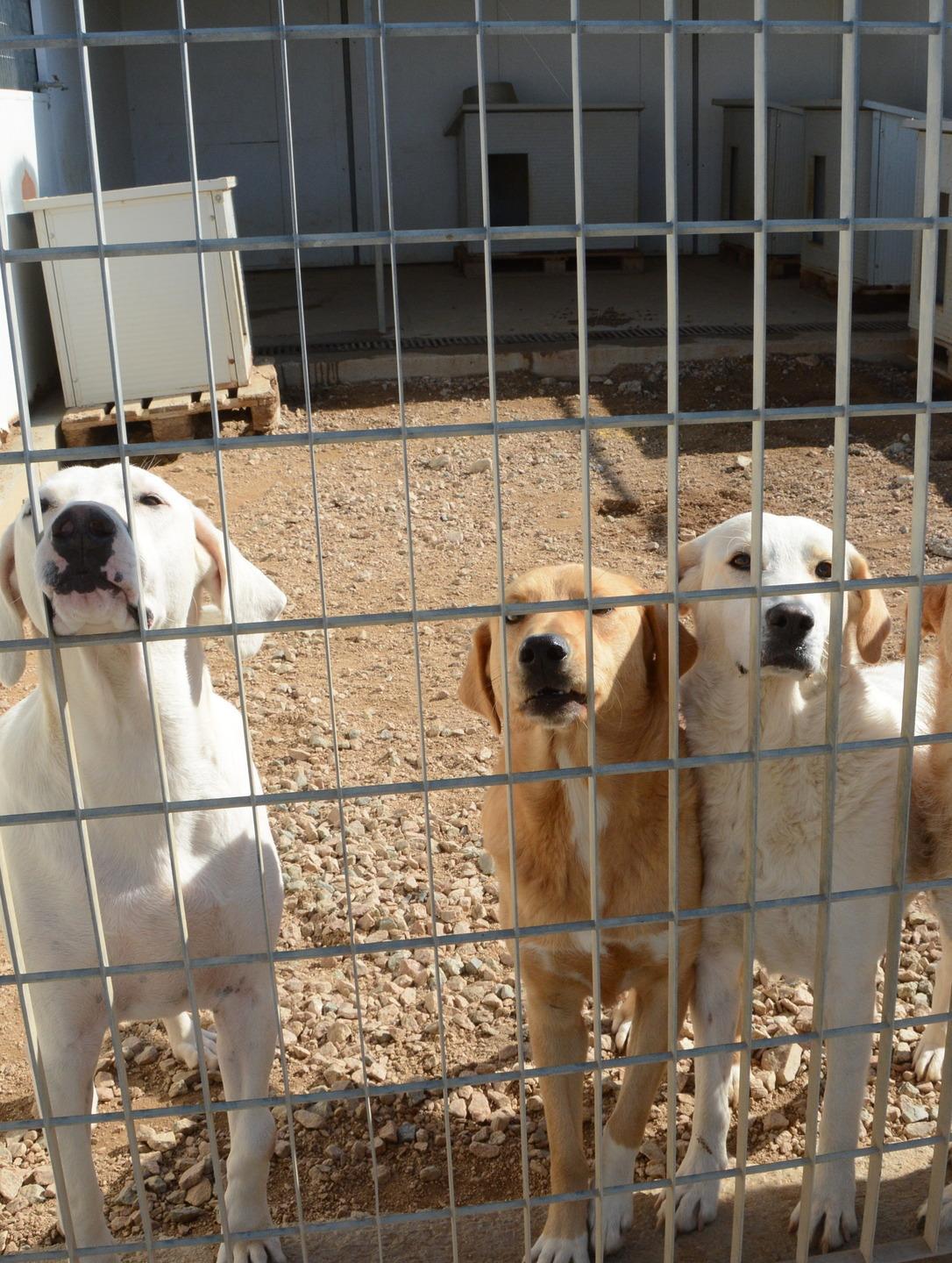 Cercasi padroni per cani adottabili 