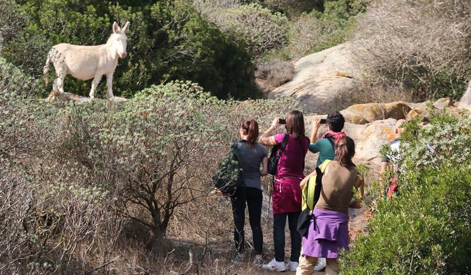 L’Asinara si prepara per i turisti 