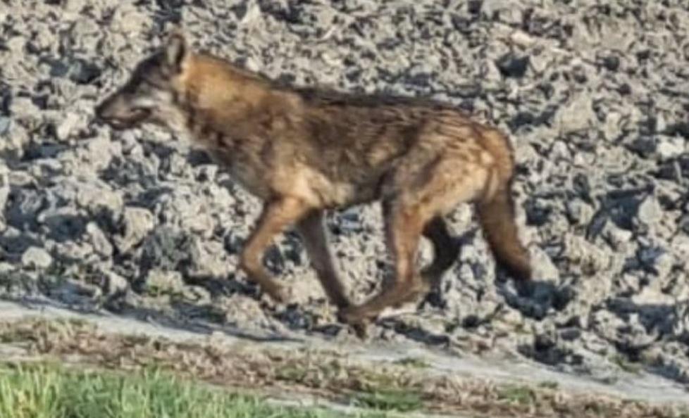 Un lupo avvistato in Valle Giralda. Forse è stato attirato dai daini 