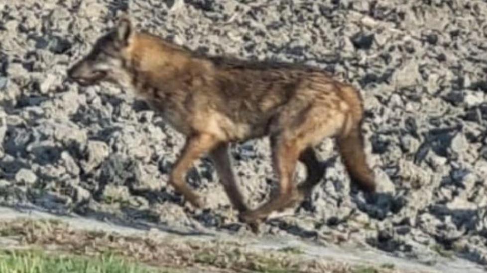 Un lupo avvistato in Valle Giralda. Forse è stato attirato dai daini