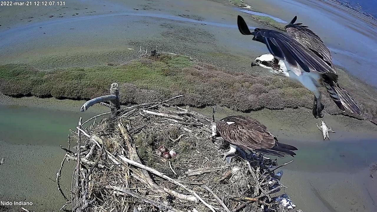 Castiglione della Pescaia: falchi pescatori della Diaccia Botrona, "Pocahontas" depone il quarto uovo