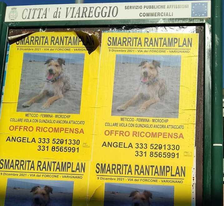 Manifesti, volantini, droni e appelli. Angela non si arrende: «Voglio ritrovare la mia canina scomparsa a Viareggio» 