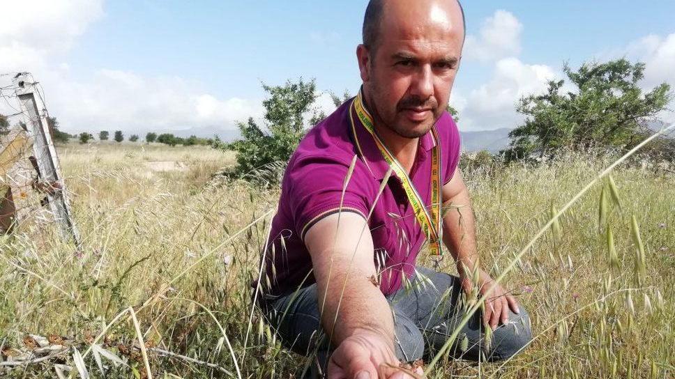 Stop alle cavallette con l’app Tzilipirke