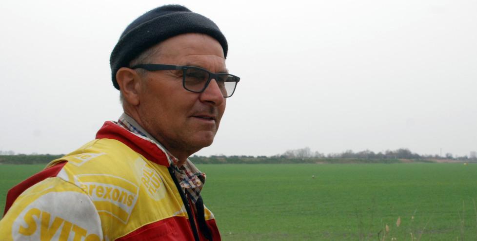 «Invasione di oche selvatiche nell'Argentano e il campo di grano è rasato» 