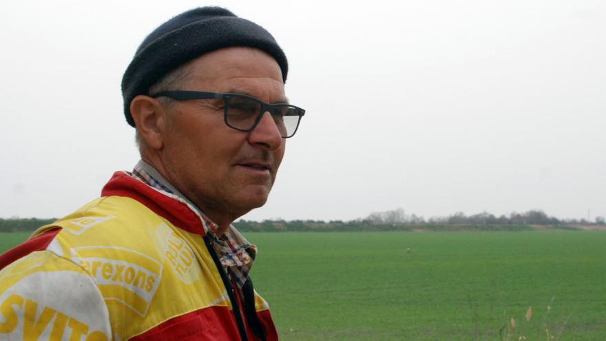 «Invasione di oche selvatiche nell'Argentano e il campo di grano è rasato»