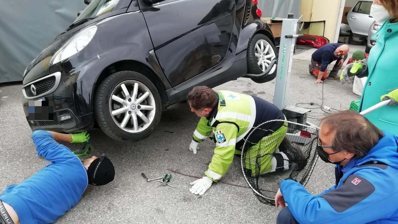 I volontari di Anpana alla carrozzeria Marsili per recuperare il gatto dalla Smart