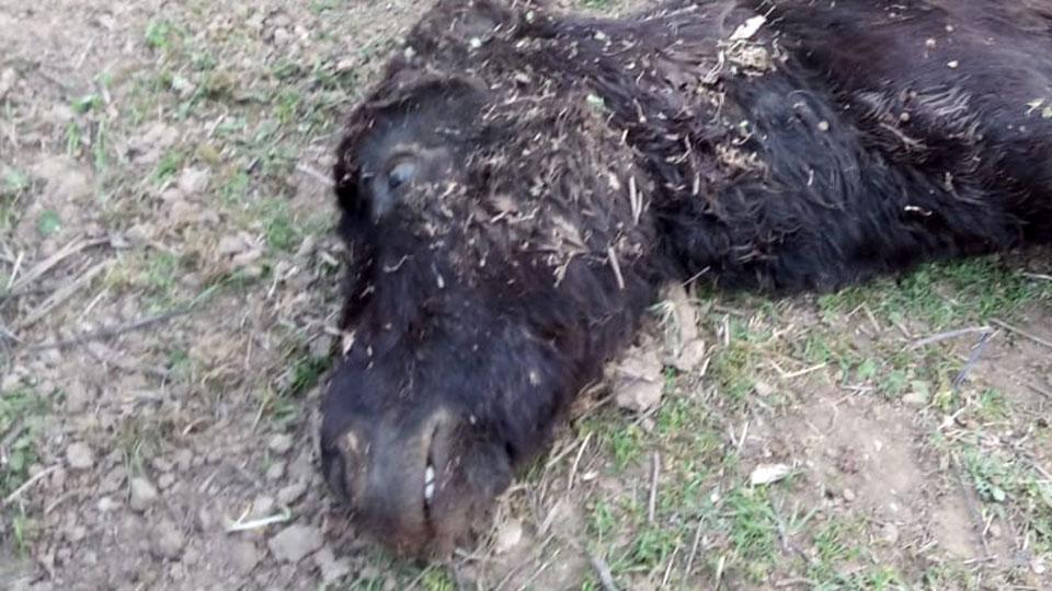 Il ciuchino di Pereta sbranato dai predatori a 150 metri dalle case 