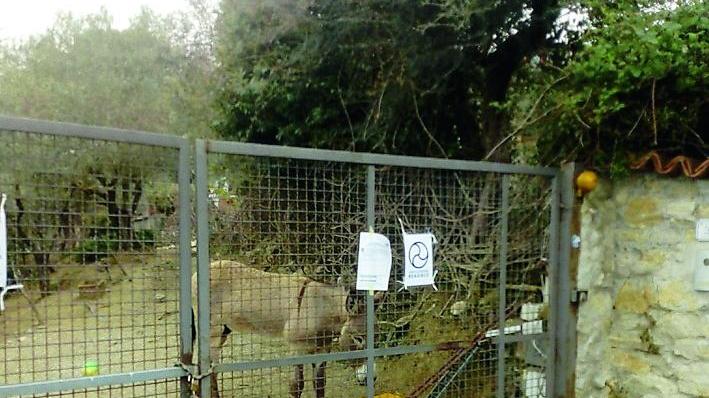 Massarosa, nuovi atti intimidatori contro l’associazione "Reagisco": strappati i cartelli all’ingresso