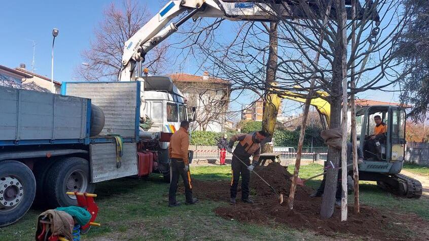 La piantumazione dei nuovi alberi nel giardino tra via Paganini e via Spartitoio