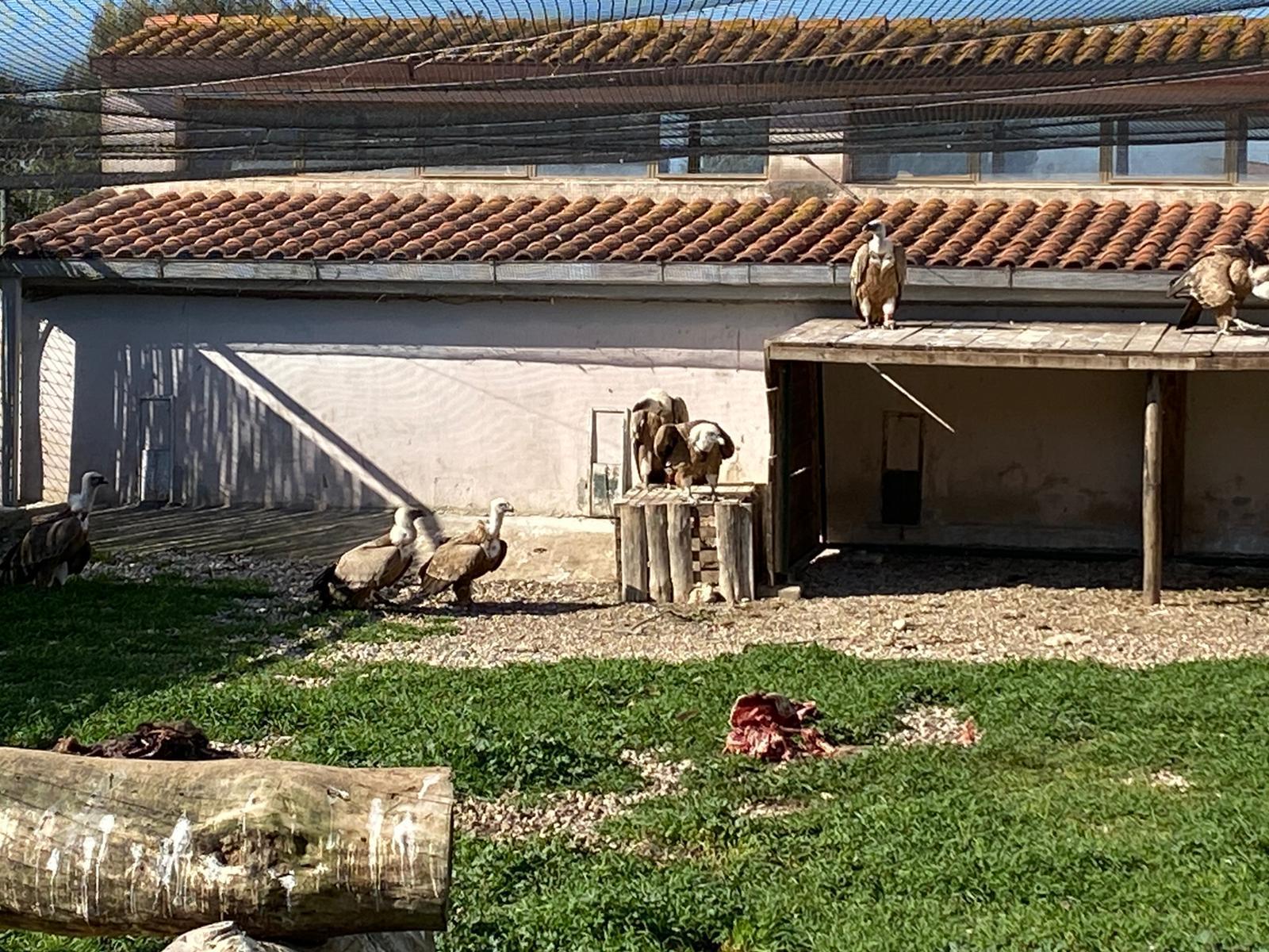 Due grifoni portati dall'Olanda riassaporeranno la libertà in Sardegna 