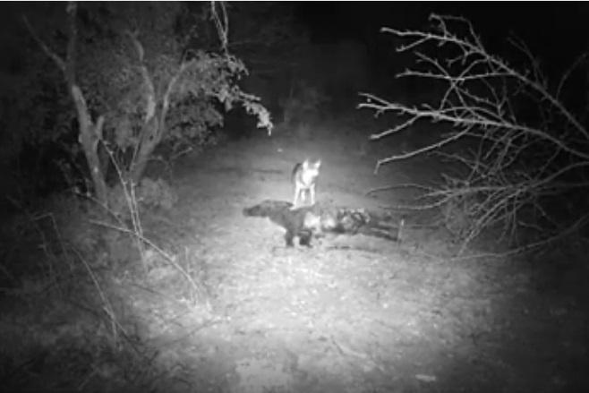 Il predatore immortalato dalle immagini della fototrappola