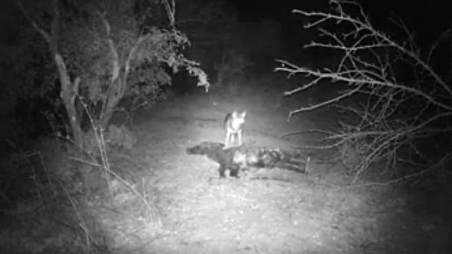 Il predatore immortalato dalle immagini della fototrappola