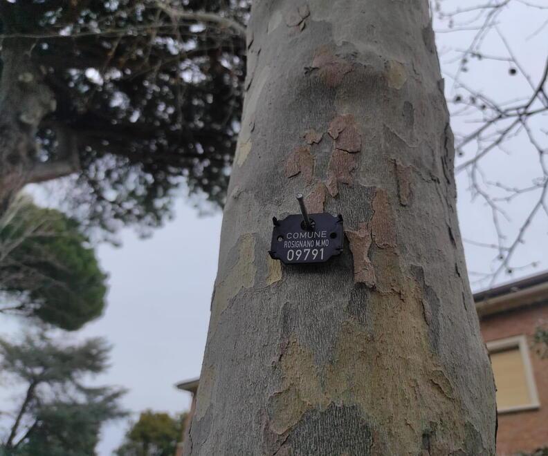 A completamento del "catasto", sul fusto di ogni albero è stato affissa una targhetta con il numero della pianta e la dicitura "Comune di Rosignano", per rendere visibile la catalogazione