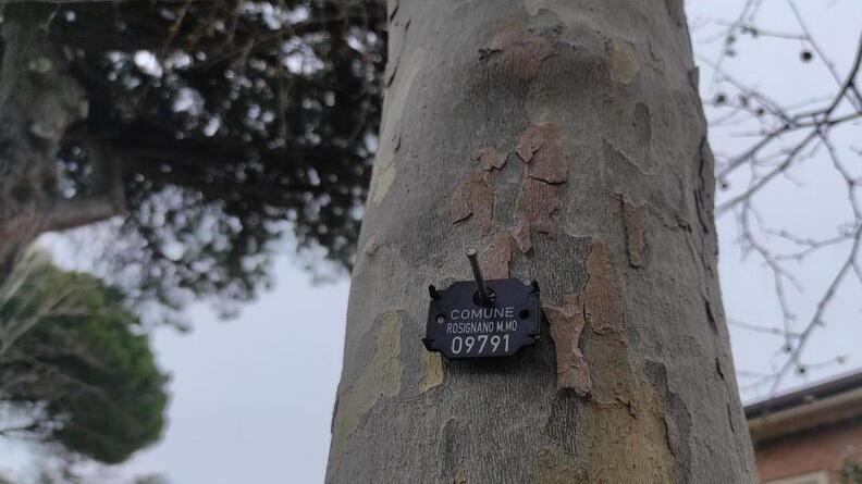 A completamento del "catasto", sul fusto di ogni albero è stato affissa una targhetta con il numero della pianta e la dicitura "Comune di Rosignano", per rendere visibile la catalogazione