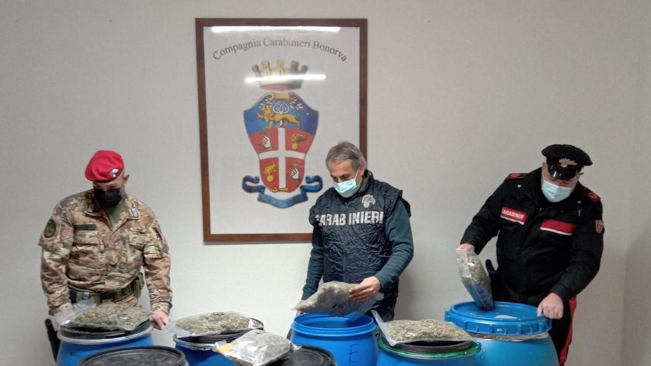 Burgos, nascondeva 36 chili di marjiuana: arrestato allevatore