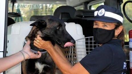 Modena, il cane Pit fa arrestare uno spacciatore