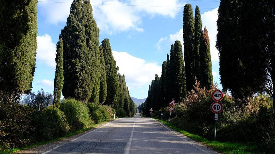 Uno scorcio del viale di Bolgheri