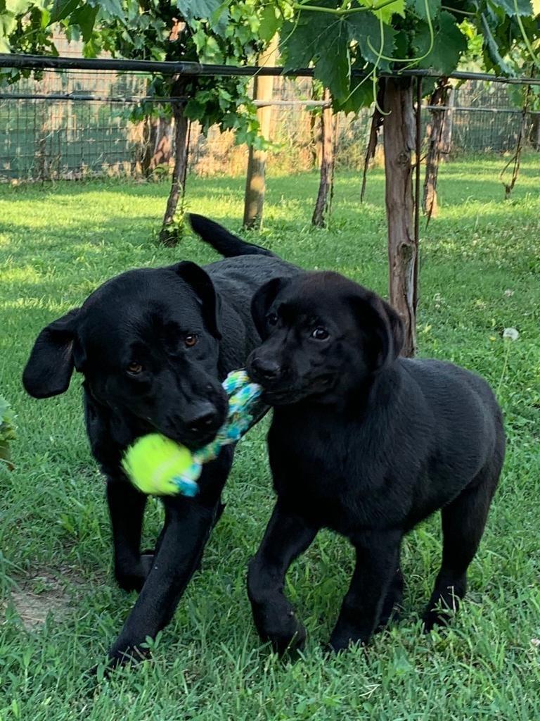 "Conosci il tuo cane": percorso formativo per proprietari a Comacchio