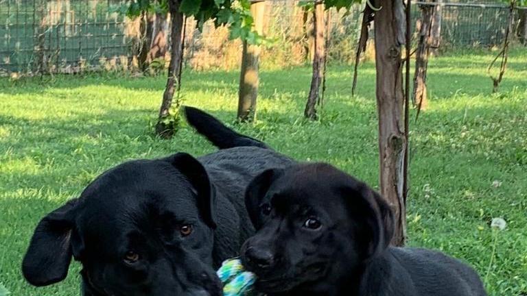 "Conosci il tuo cane": percorso formativo per proprietari a Comacchio