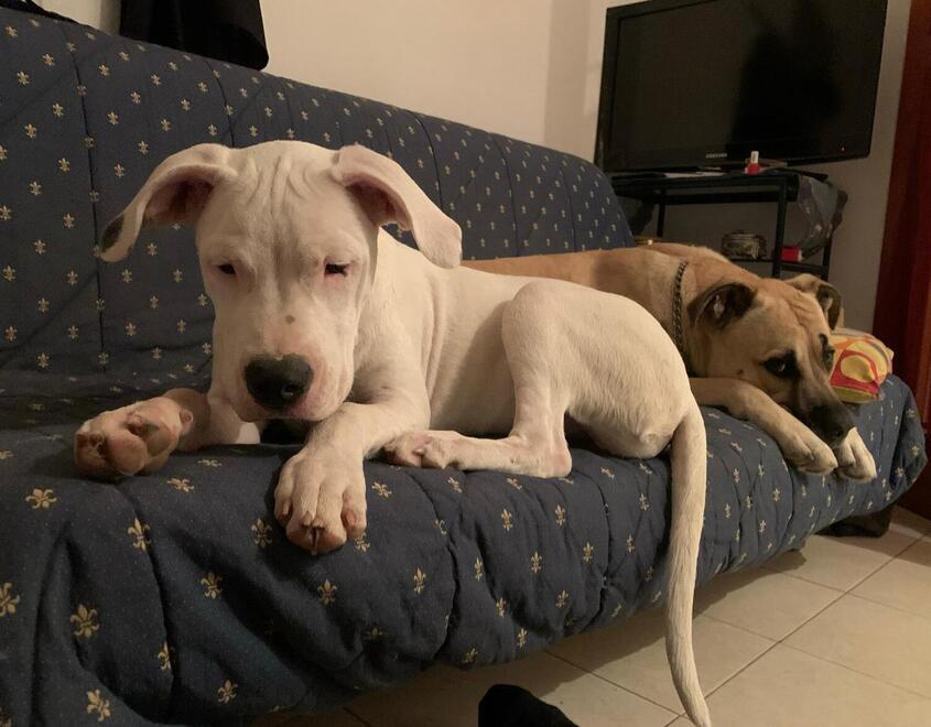 Il cucciolo