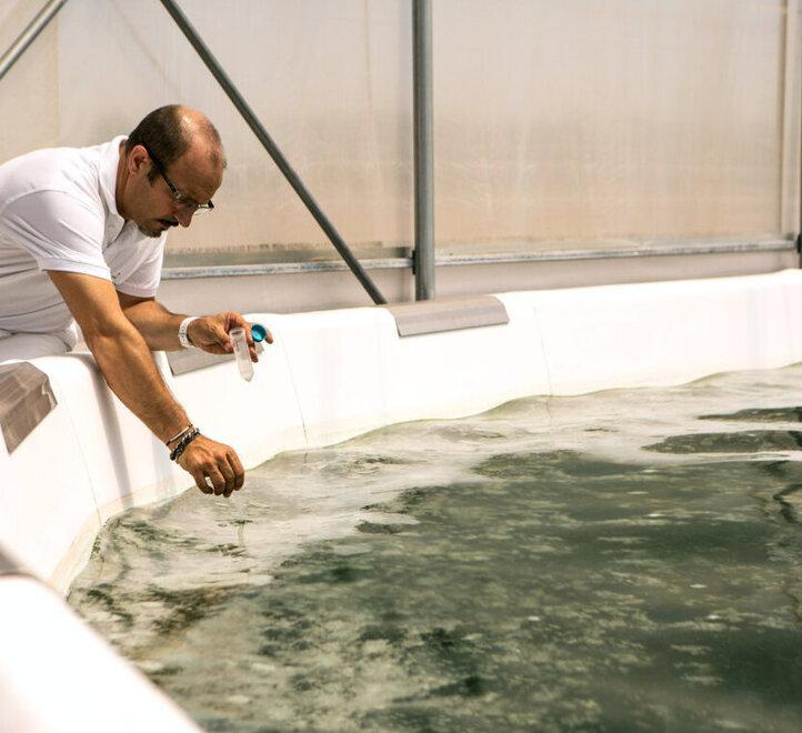 DamianoGritti,direttore tecnico di Spirulina Becagli Grosseto