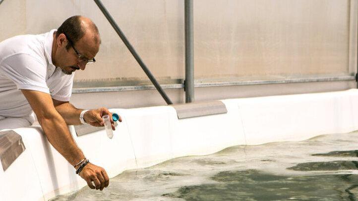 DamianoGritti,direttore tecnico di Spirulina Becagli Grosseto